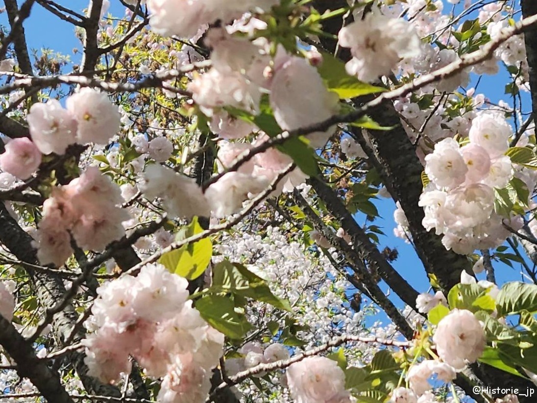 [京都] 京都府立植物園・KYOTO BOTANICAL GARDENS・日本最古の公立植物園